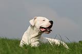 DOGUE ARGENTIN 413